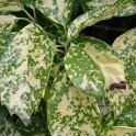 Aucuba japonica 'Maculata' P2A